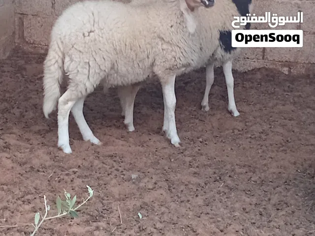 حولي للبيع...