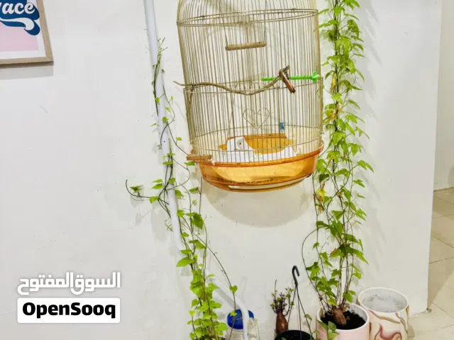 Birds cage golden & white height:5feet & 2inch very strong &in good conditionspacious