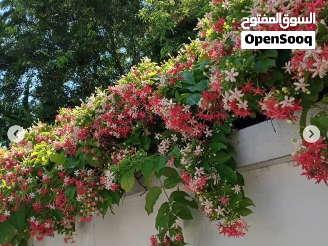 مطلوب عدد 20 ملكة ليل وعدد 20 ياسمين هندي متسلق بألوان مختلفة كلاهما بطول مترين على الاقل