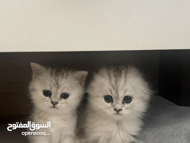 Turkish angora with adoption fee available