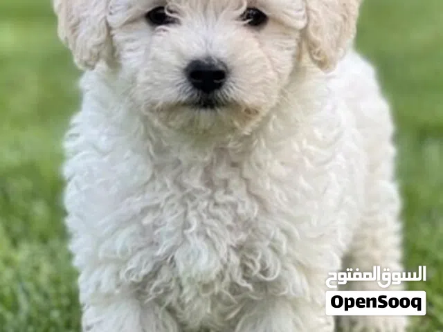 Healthy poodle available