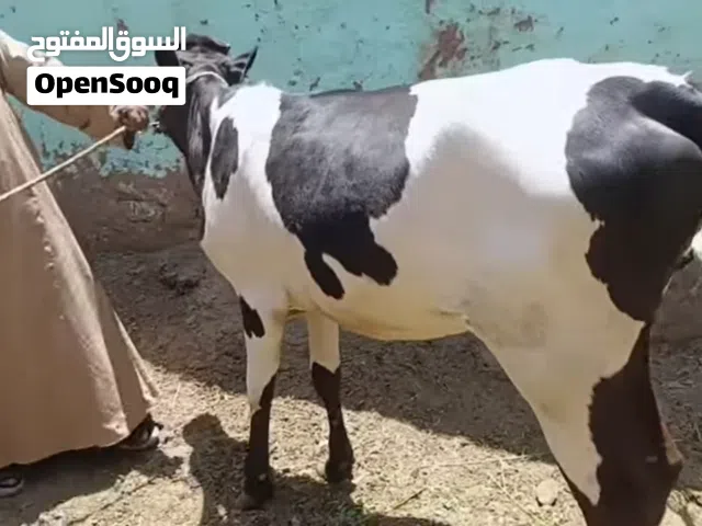 ماعز وعزب وخرفان تربيه بيتي