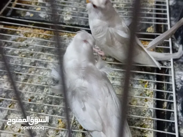 متاح جوز حب هوقو رومو اسبانجل تحتيههن فرخ وبيض