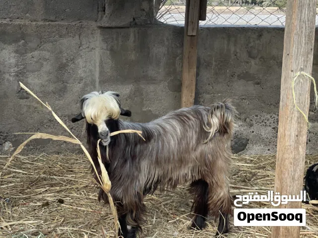 للبيع تيس جبلي