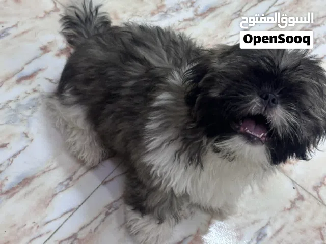 It’s a really nice family dog three months old