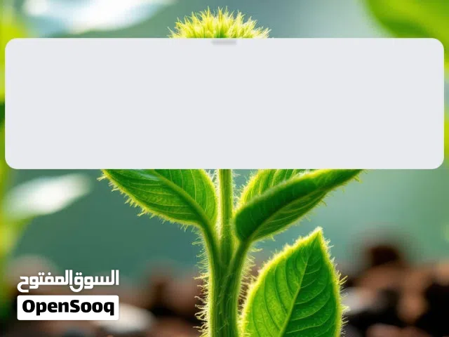 ابحث عن عمل في مزرعه او حارس