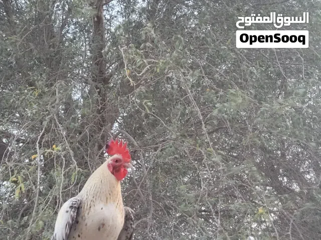 دجاج وديك للبيع