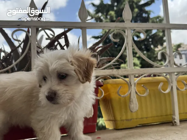 كلبة Maltipoo