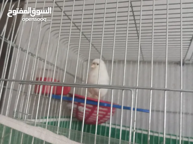 طيور كناري للبيع