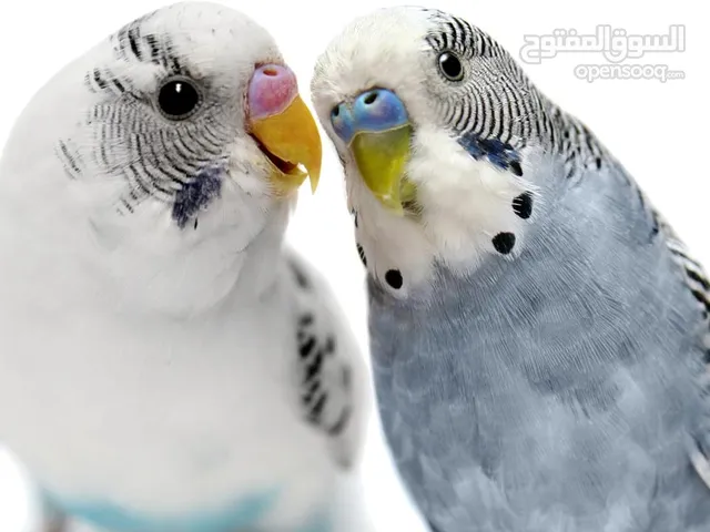 مطلوب بدجي استرالي wanted budgie