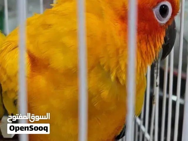 sun conur  male Bird adult.  for sale