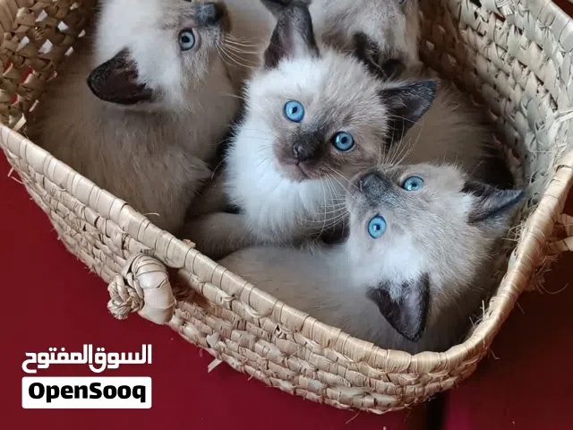 جاهزين لبيتهم الجديد  متاح سيامي تراديشنال مستوى عالي عمر 45يوم
