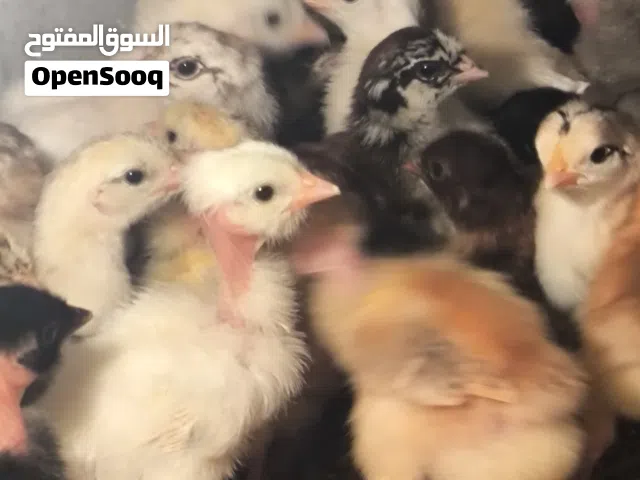 كتاكيت عرب وبو ركيبه عمر 3 و4 ايام سعر الزوج العرب 2500 سعر الزوج ابو ركيبه 3 آلاف ابيع شرط الصحه