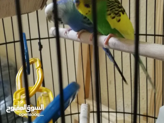 3 budgies with big cage