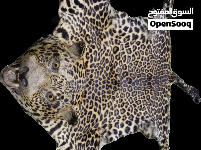 جلد نمر طبيعي فاخر - قطعة نادرة للمجالس والزينة