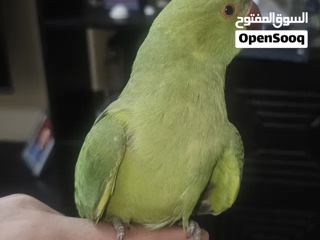 ببغاء الدره اليف