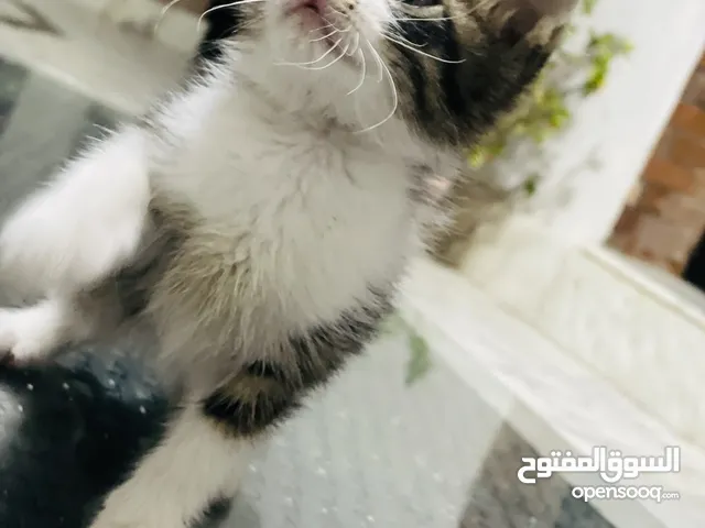 قطة لطيفة جدة للصغار