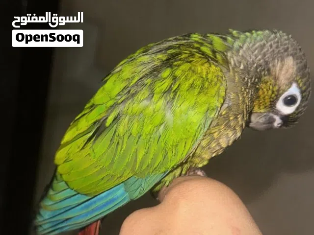 كنيور للبيع