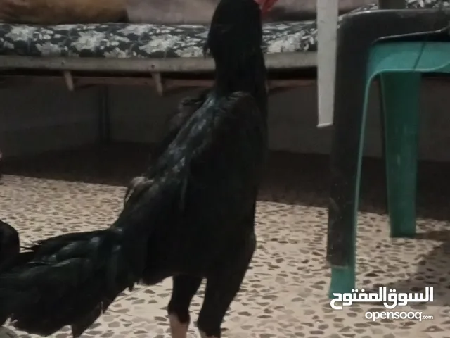 جاج باكستاني