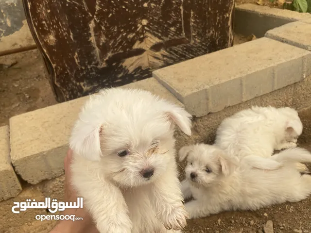 جراوه فرنسي للبيع