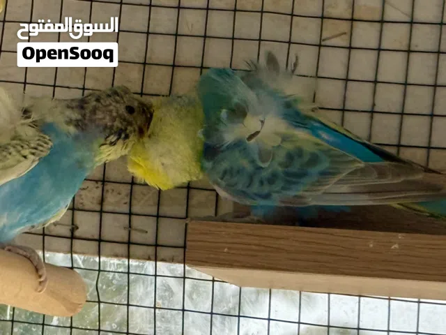 كوبيه هوقرومو