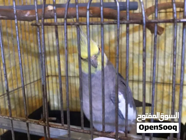 كوكتيل حبشي