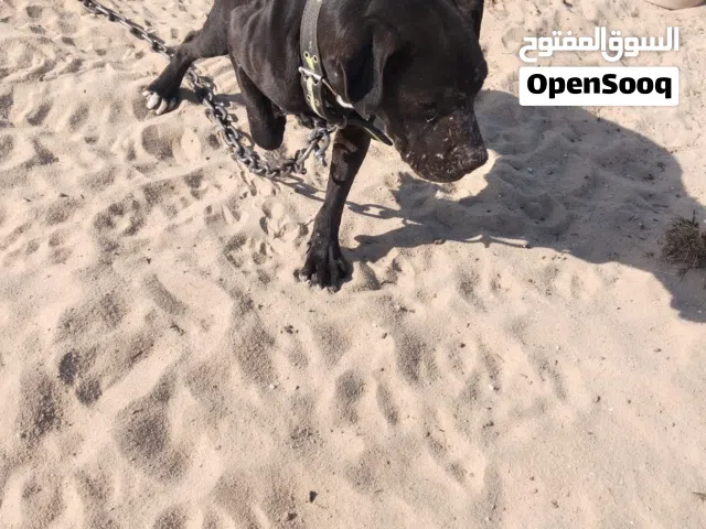 بتابل للبيع