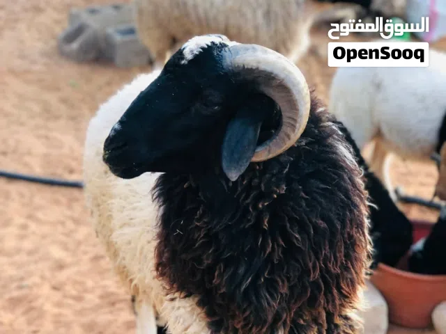 السلام عليكم خروف ربي يبارك