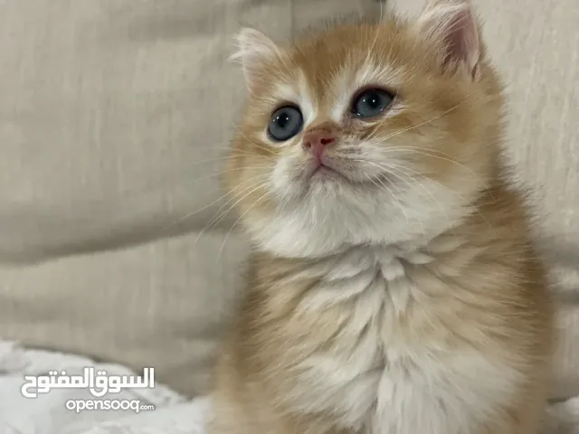 British short hair female