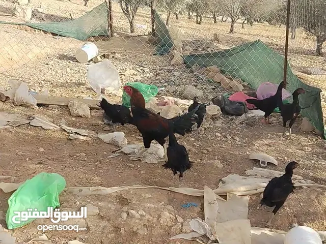 دجاج باكستاني و فراخ بلدي و لوهمان للبيع