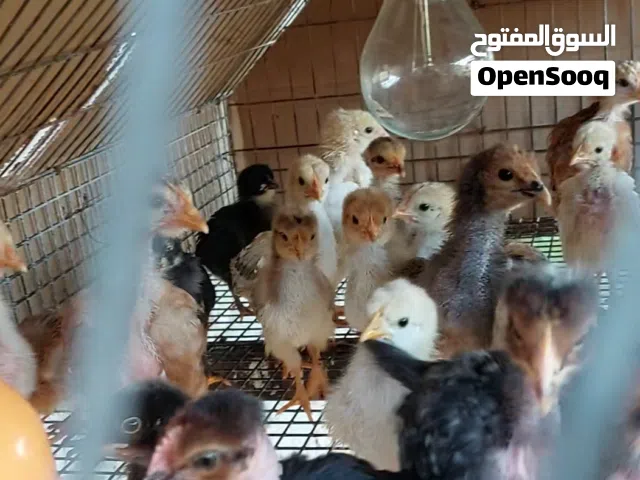 كتكوت حضان طبيعي