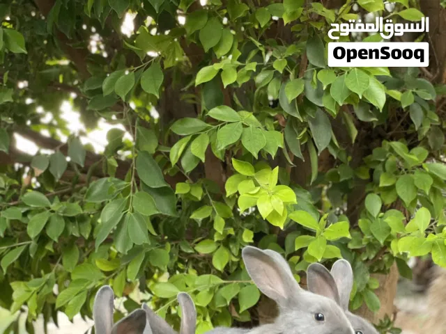 أرانب عمر شهرين فصيلة البابيون السادة بلون مميز رمادي