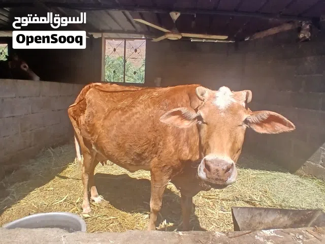 البيع بقره عمانيه عشار في شهر 8