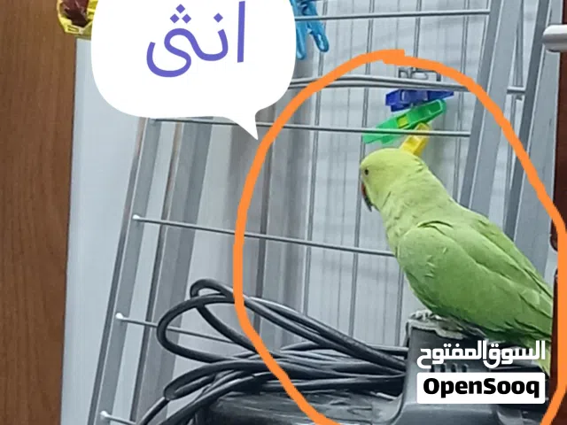 جوز ببغاء دره هندي للبيع  اقرء الوصف الاول