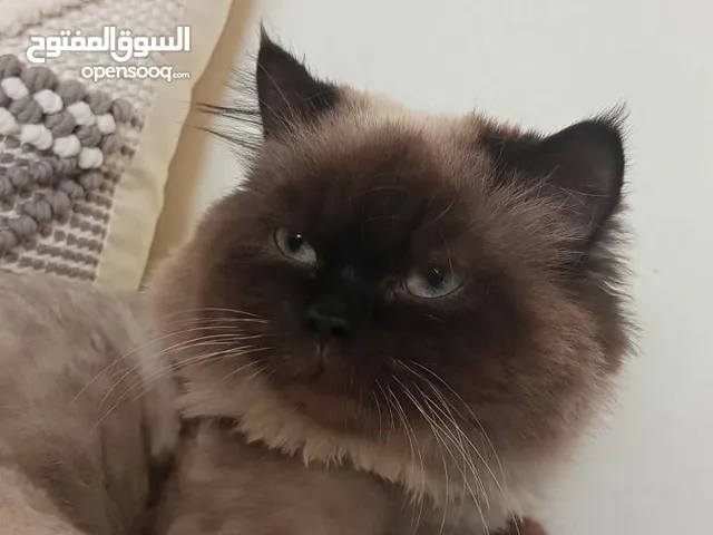 هملايا شوكلت