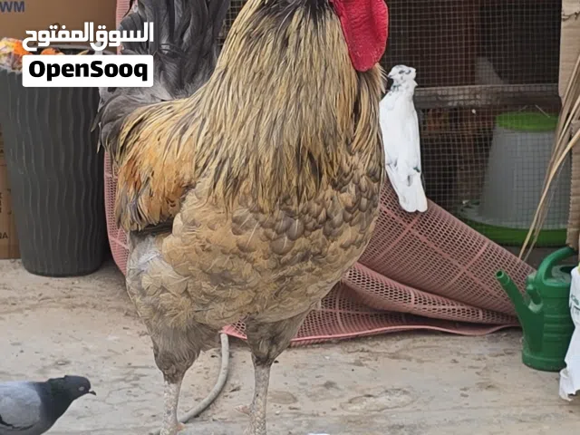 ديك فرنسي للبيع