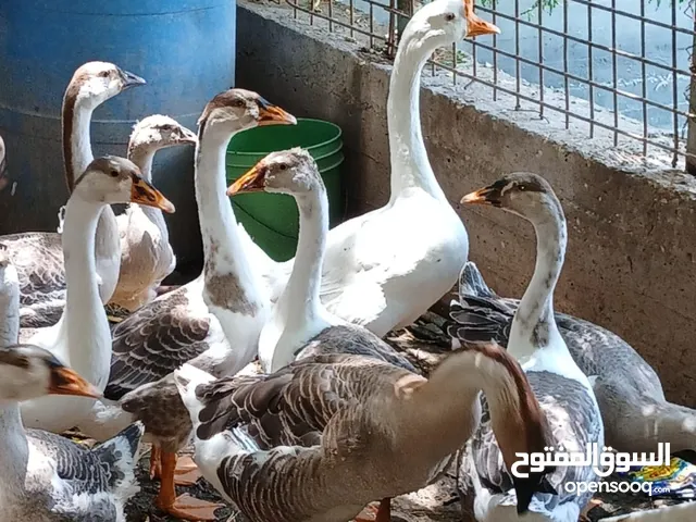 وز أفريقي فراخ نخب العمر 4 أشهر