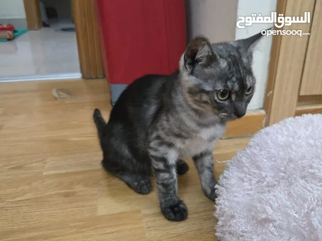 Two American Shorthair Kittens Available for Adoption. they are 2 months old