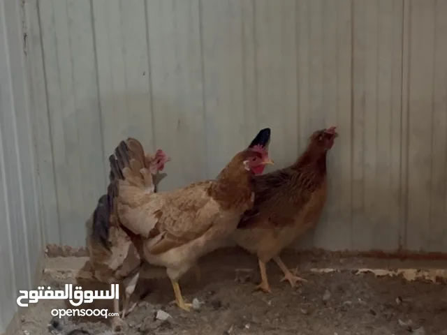 مجموعه عربي قديم