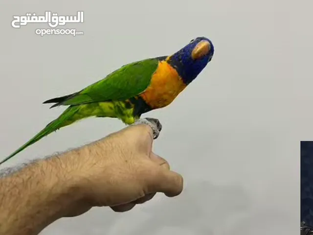 طير لوري ربوة