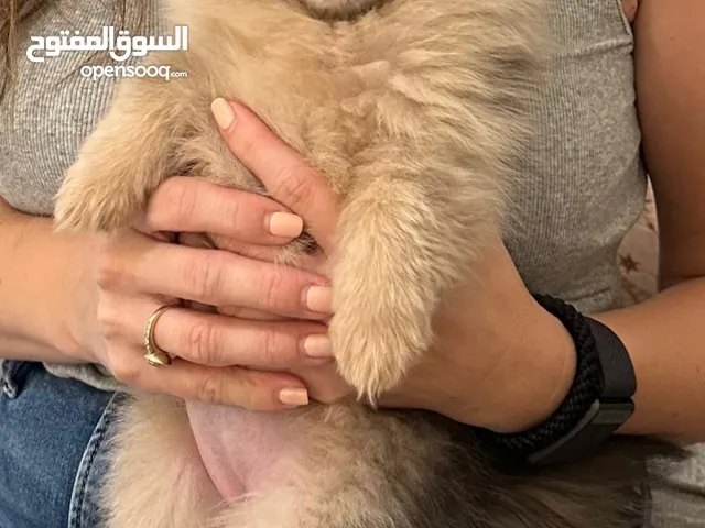 Rare Pomeranian colour puppy - 3 months - girl
