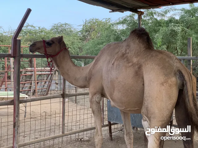 ناقه مدني للبيع اقرأ الوصف