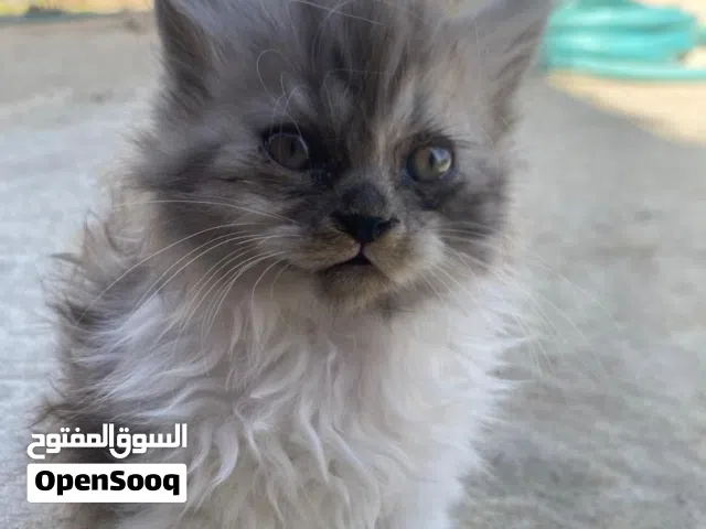 قطط لي بيع عرض حلوه الون اشكل تجنان