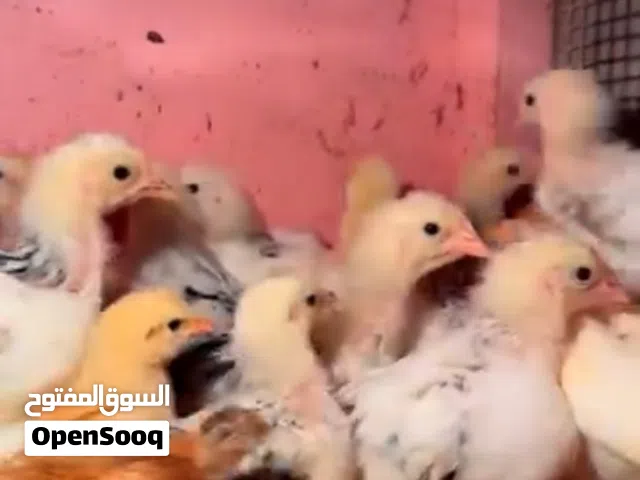 صيصان فرنسي احمر جامبو وابيض