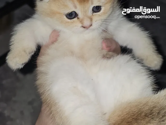 قطط شانشيلا ذهبية صغيرة انتاج فقمة الجمال انتاج نادر و محدود فحالة صحية ممتازة