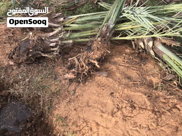 فسائل نخيل (جباره)