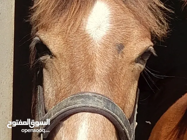 ARABIC HORSE MALE