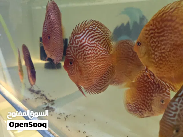 discus farm  مزرعة تربية أسماك الديسكس