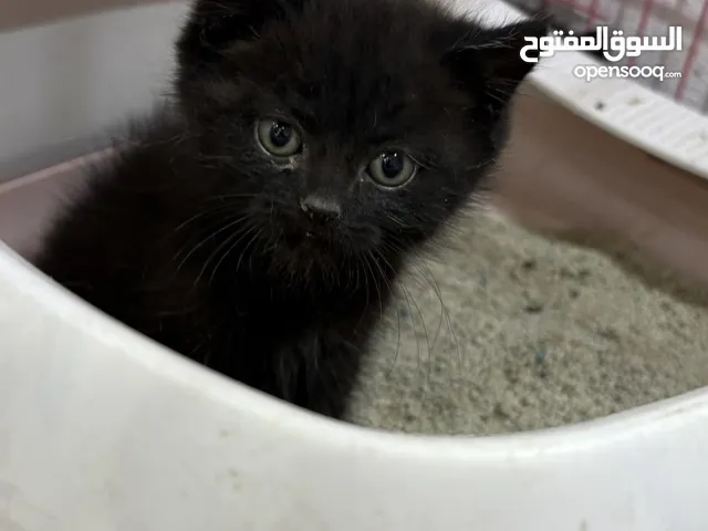 قطه العمر شهر و اربع ايام كيتن سكوتش فولد