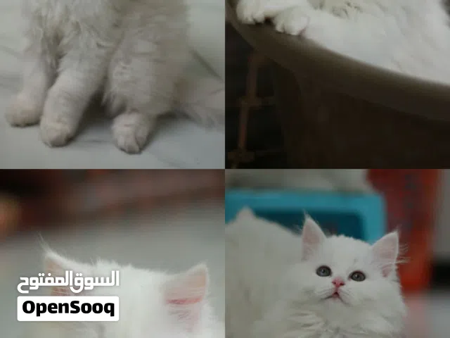 بيع قطط شيرازي مهجن تركي